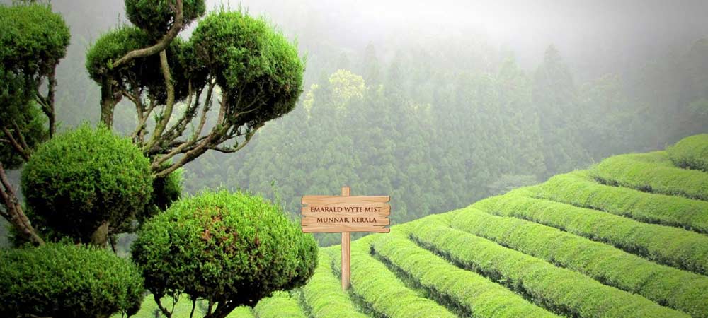 Amazing-Munnar-Thekkady-Alleppey-Tour