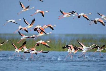 odisha-exclusive-chilika-lake-tour